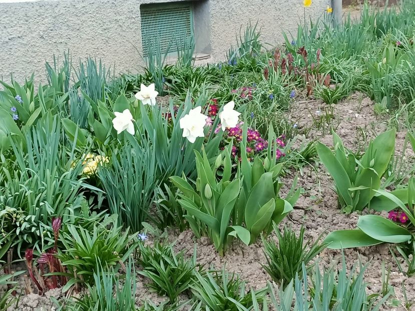 Img.2022.03.25 - A doua grădină