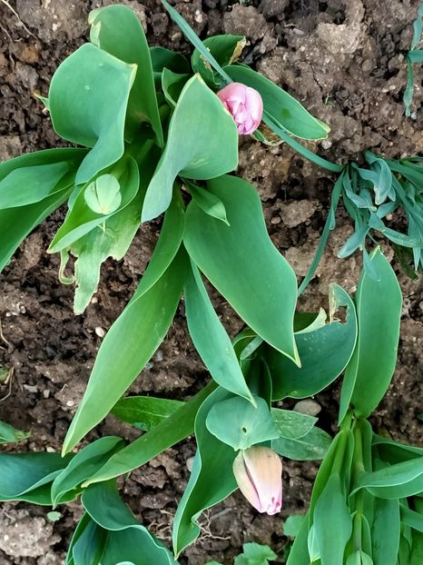 Img.2022.03.25 - A doua grădină