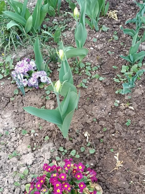 Img.2022.03.25 - A doua grădină