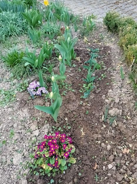 Img.2022.03.25 - A doua grădină