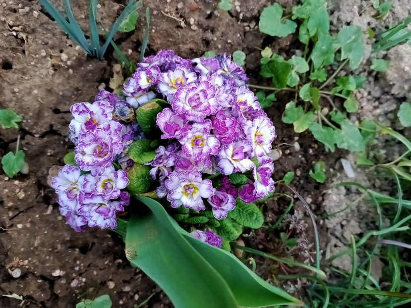 Img.2022.03.25 - A doua grădină