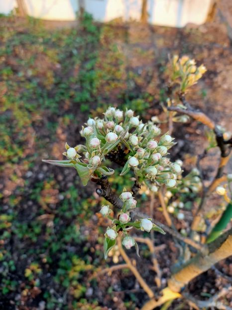 Img.2022.03.25- părul - A doua grădină