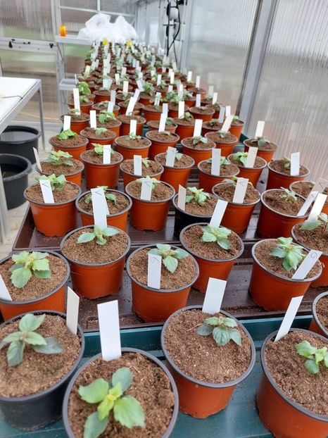 Img-2022.04.05 - Achi din semințe BriDs 2022