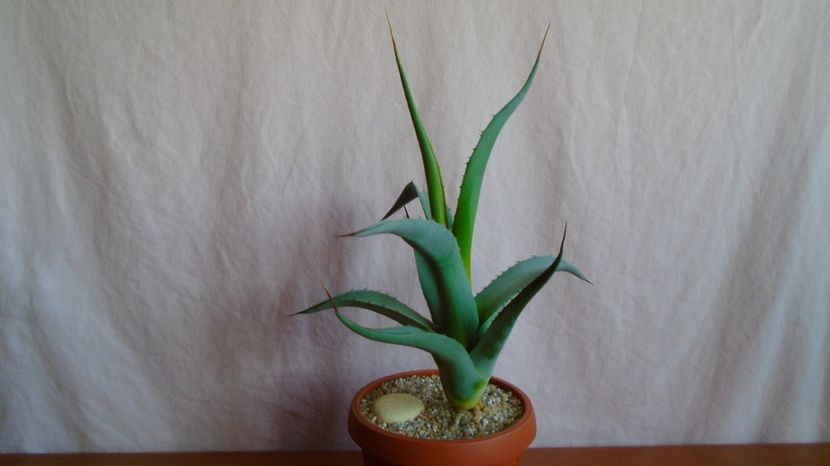 - Suculente-Agave-Yucca si Dracaena 2021