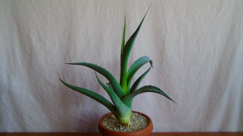  - Suculente-Agave-Yucca si Dracaena 2021