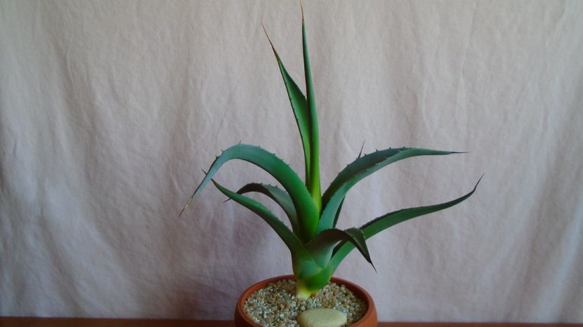  - Suculente-Agave-Yucca si Dracaena 2021