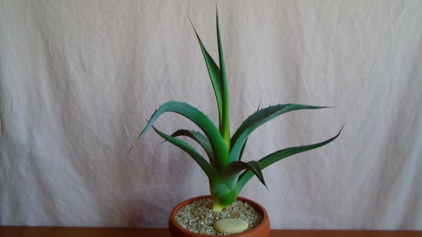  - Suculente-Agave-Yucca si Dracaena 2021