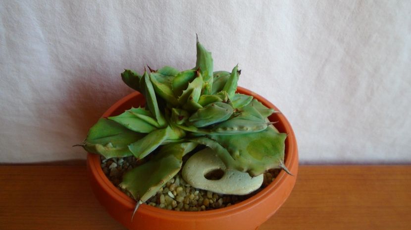 - Suculente-Agave-Yucca si Dracaena 2021