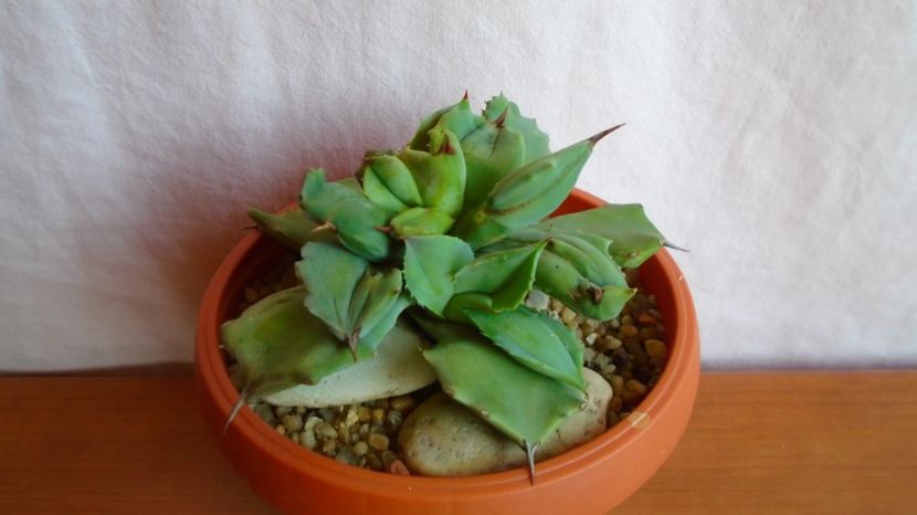  - Suculente-Agave-Yucca si Dracaena 2021