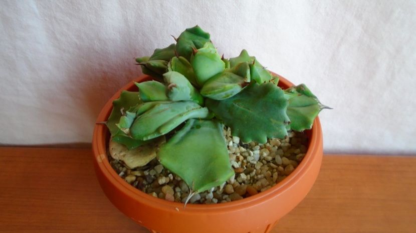  - Suculente-Agave-Yucca si Dracaena 2021