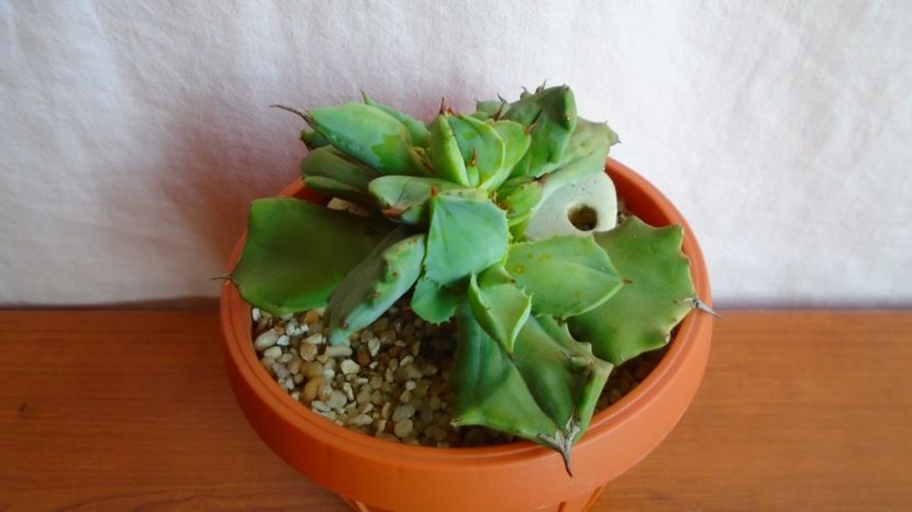  - Suculente-Agave-Yucca si Dracaena 2021