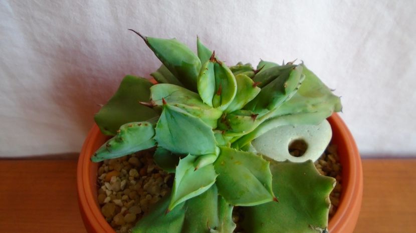  - Suculente-Agave-Yucca si Dracaena 2021