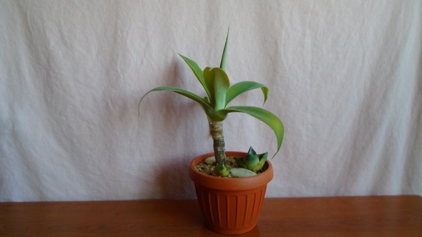 - Suculente-Agave-Yucca si Dracaena 2021