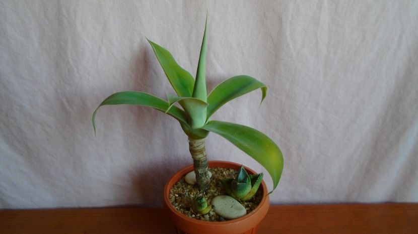  - Suculente-Agave-Yucca si Dracaena 2021