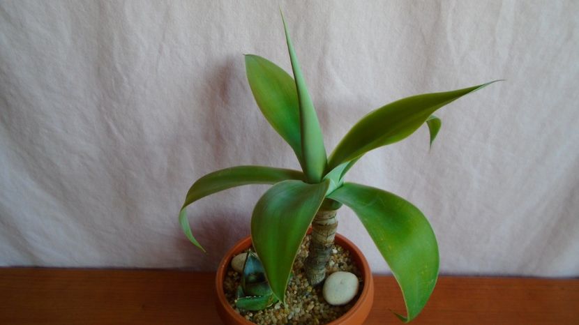  - Suculente-Agave-Yucca si Dracaena 2021
