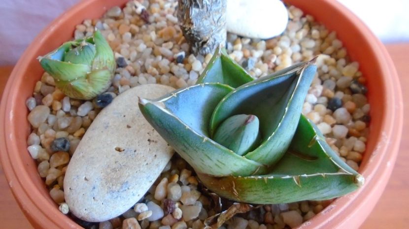  - Suculente-Agave-Yucca si Dracaena 2021