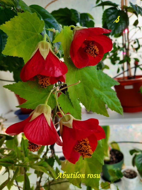 Abutilon rosu - Abutiloni 2022