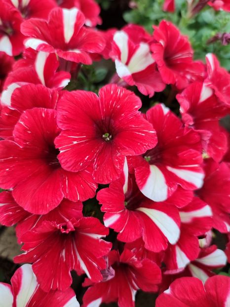 Petunia alb rosu - 0 0 2022