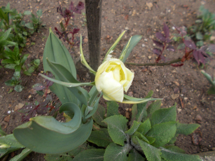  - Flori de gradina-2016-2017-2018-2019-2022