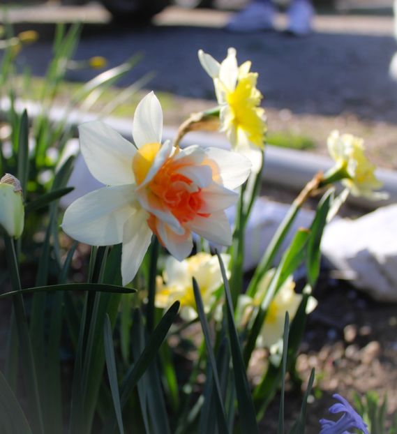 IMG-20220406-WA0014 - Sub tutela soarelui