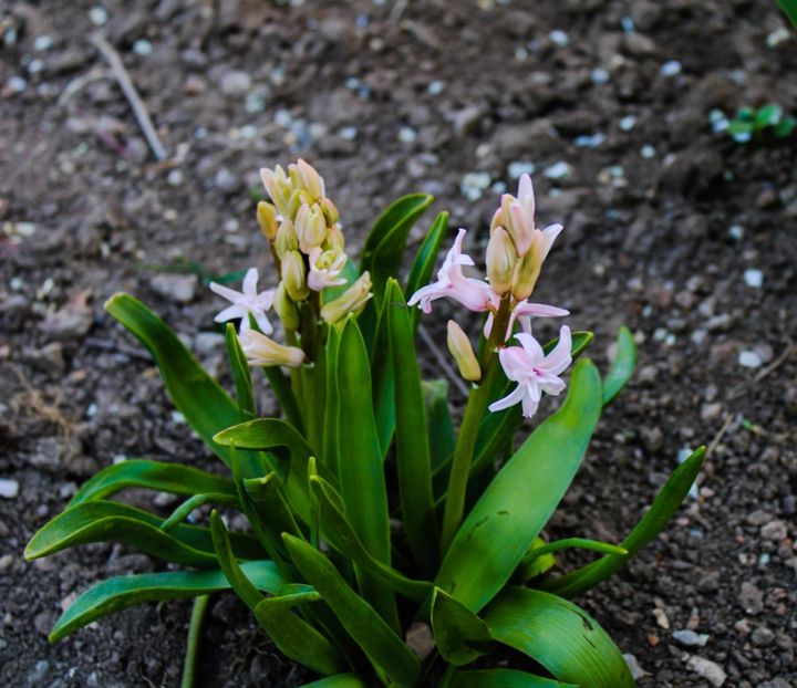 IMG-20220406-WA0015 - Sub tutela soarelui