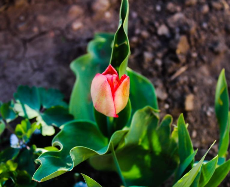 IMG-20220406-WA0016 - Sub tutela soarelui