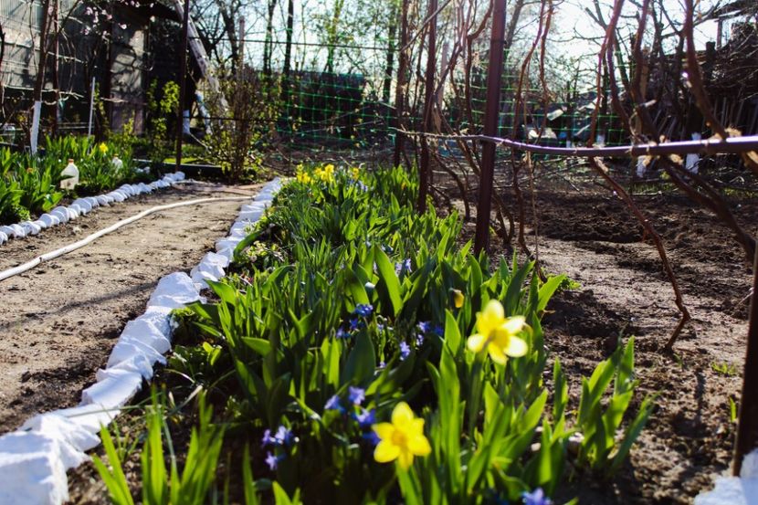 IMG-20220406-WA0017 - Sub tutela soarelui