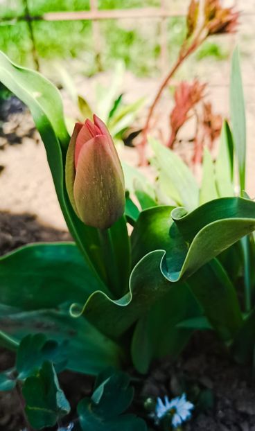 IMG-20220406-WA0009 - Sub tutela soarelui