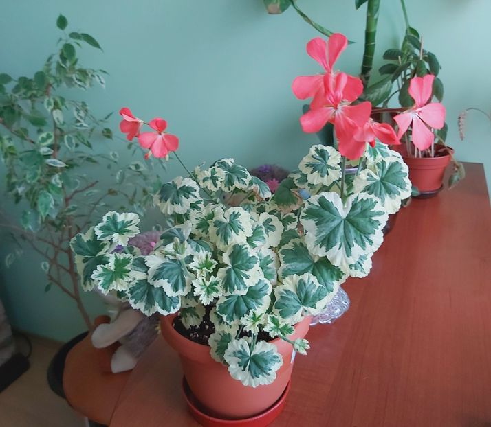 Wilhelm Langgut 7.04 - Muscate 2022