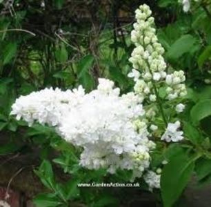 liliac alb 50-80cm-20lei - aaPlante ornamentale disponibile