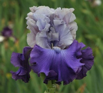 All Grown Up-81 cm-34$ - ACHIZITII IRISI-2022