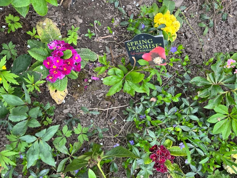 DD486944-A535-447F-8D2D-311E8CFAAD4E - Primule 21 22 23 24