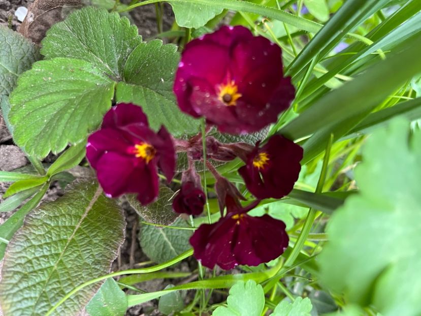 90EE1EB2-7A02-412B-95BB-12730E239602 - Primule 21 22 23 24