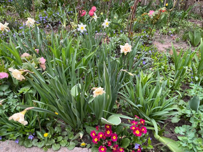 1583584E-95DB-4F9C-9711-834EAB6CC27F - Primule 21 22 23 24