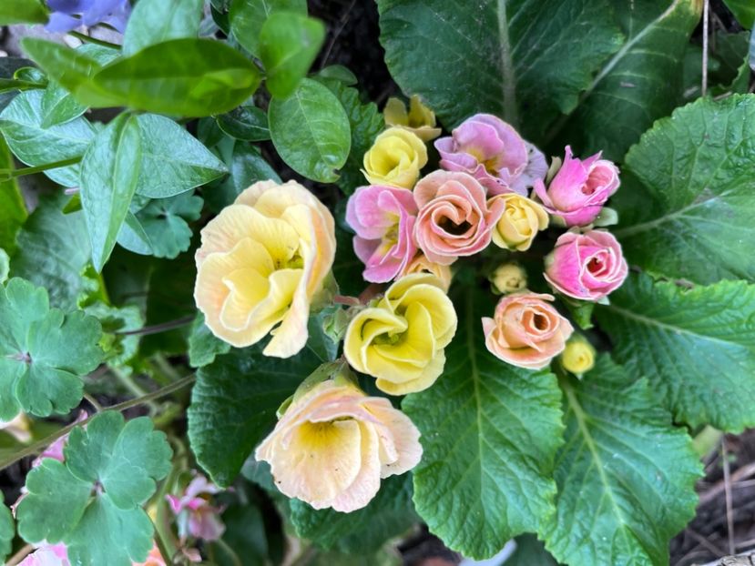 255768ED-29A3-4A18-A5E5-5F8B73ED6088 - Primule 21 22 23 24