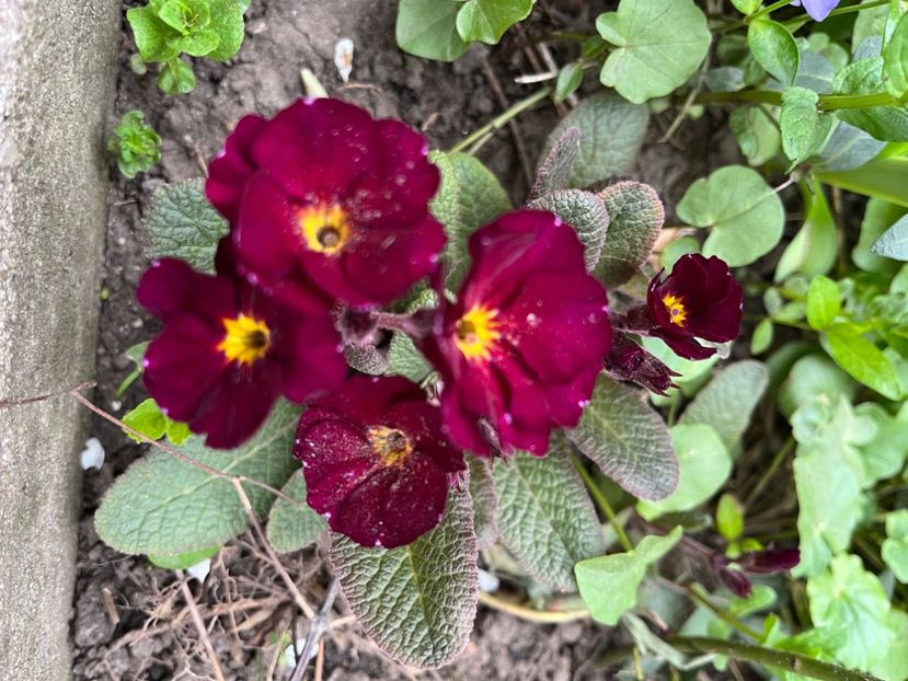 CAB86983-C778-46E2-90EC-D6DFCB96DE35 - Primule 21 22 23 24