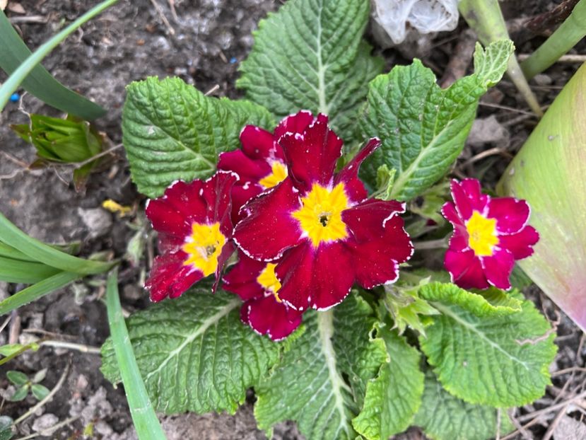 D214BBF1-5CE4-4504-A761-8C82806CCCCA - Primule 21 22 23 24