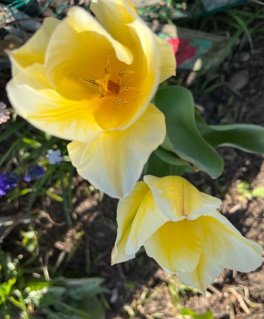 30A3C334-451A-40A4-82D3-D6DF4F4D5345 - Lalele 2022