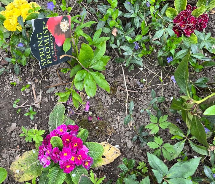 11C6C9D2-0B6D-43AE-8D6F-1EE0E6B42066 - Primule 21 22 23 24