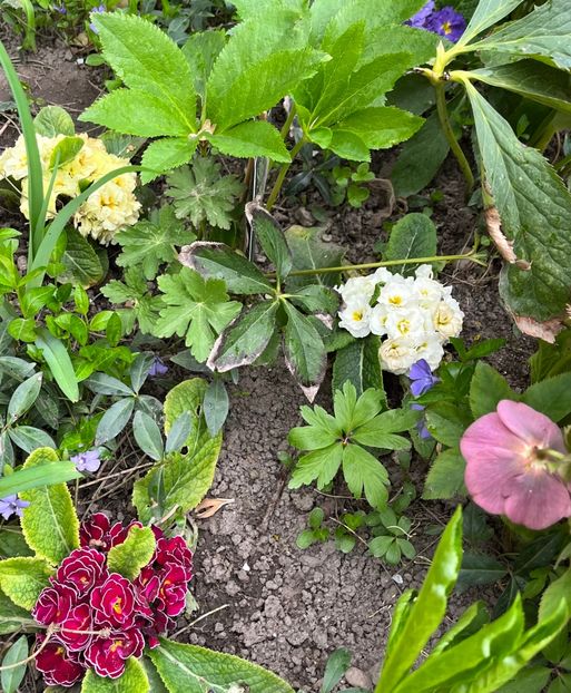 644F6F8F-C608-4588-847C-E169E2CCB36B - Primule 21 22 23 24