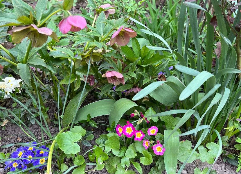 BDDD9B22-C9AD-4108-B6F0-9B51FE44DE77 - Primule 21 22 23 24