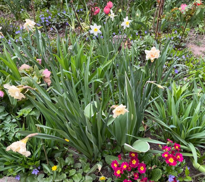 1ADC931E-362C-49F9-879E-955A1C6E46EE - Primule 21 22 23 24