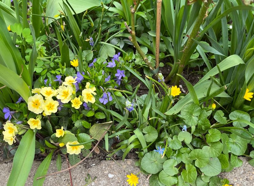 7D5B7B80-5A6E-4008-A242-F1DFF362BDE1 - Primule 21 22 23 24