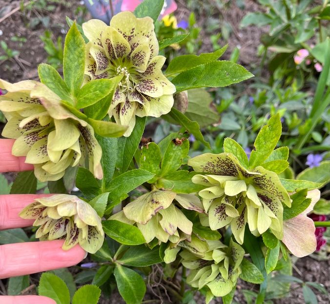 4070DD0C-8F4E-4FD2-89E7-F14444F465C1 - Spanz 21 22