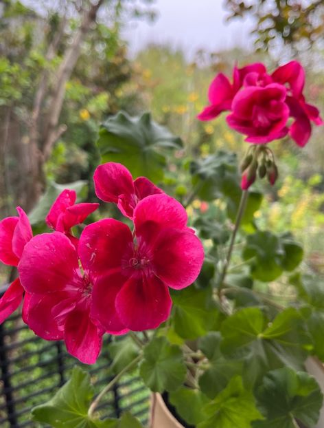 445814AC-E138-47C2-B3EA-624F36584AF5 - Muscate 2021 22