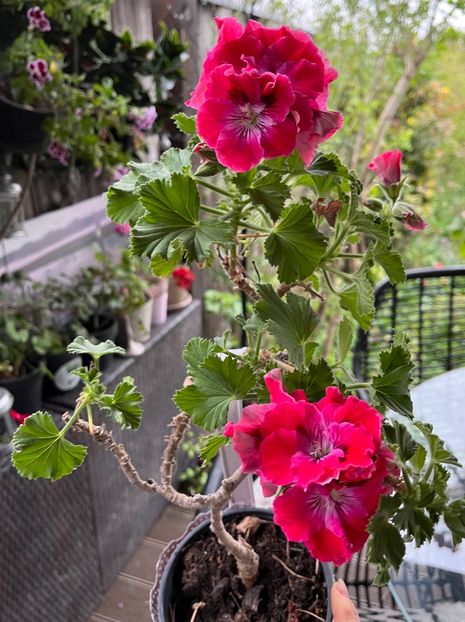 0C766BFE-B446-466F-99F1-1CED9D56ADF5 - Muscate 2021 22