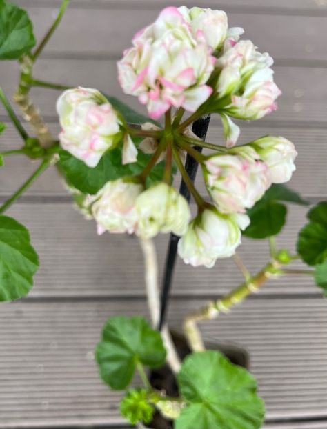 2765B017-5469-4775-A9A8-BF4C31604FAB - Muscate 2021 22