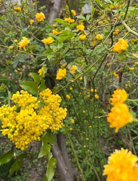 B065C1D1-E5A0-456F-9F47-834435EBF9AE - Arbuști 2021-2023