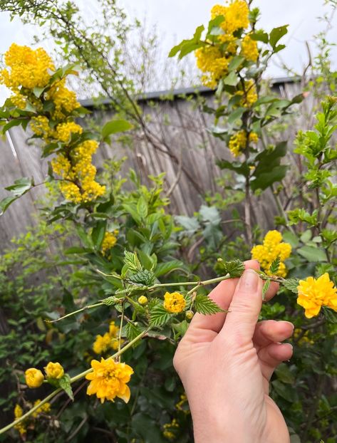 BD712F22-83C8-482B-A904-FFD9E7338032 - Arbuști 2021-2023