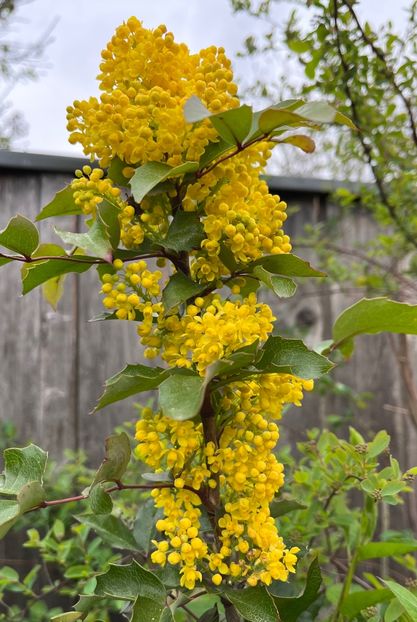 577CC692-D73B-4C64-866F-4781626D23D0 - Arbuști 2021-2023